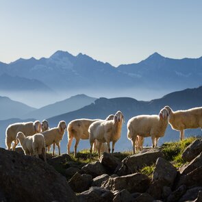 Schafherde dahinter die Zillertaler Alpen | © TVB Wipptal / ALPSOLUTpictures