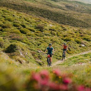 Zwei Mountainbiker am Sunseiten Trail in Navis mit Almrosen im Vordergrund | © TVB Wipptal / Johannes Bitter