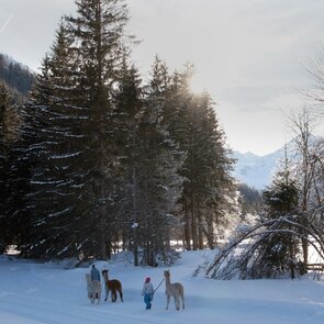 Ein Erwachsener und ein Kind gehen mit Alpakas durch die verschneite Landschaft | © Gschnitzer Alpaka