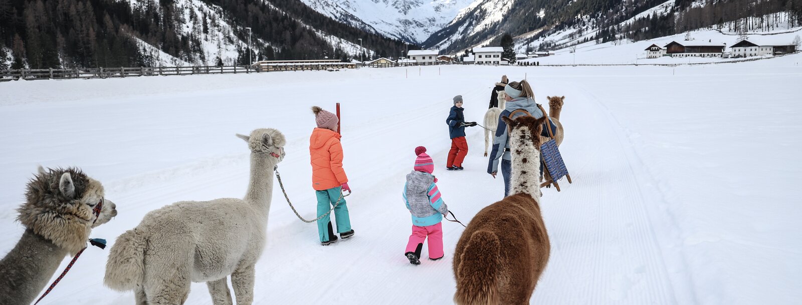 Eine Familie führt Alpakas durch die verschneite Winterlandschaft im Gschnitztal | © Tourismusverband Wipptal | Johannes Bitter