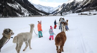 Eine Familie führt Alpakas durch die verschneite Winterlandschaft im Gschnitztal | © Tourismusverband Wipptal | Johannes Bitter