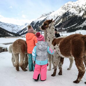 Kinder führen Alpakas bei der Alpakawanderung im Gschnitztal | © TVB Wipptal / Ewelina Herzog