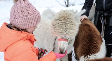 Kind füttert Alpaka bei der Alpakawanderung im Gschnitztal | © TVB Wipptal / Ewelina Herzog
