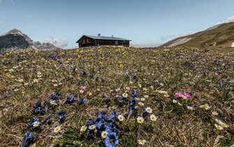 Eine Blumenwiese am Berg mit der Blaserhütte im Hintergrund | © Anton Silberberger