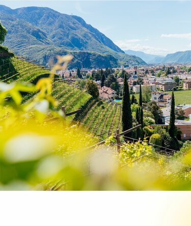 Weingut in Bozen | © Verkehrsamt Bozen | Rötting