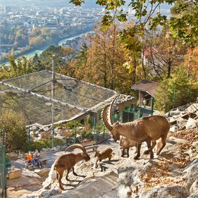 Steinböcke im Herbst mit Innsbruck im Hintergrund | © Innsbruck Tourismus| Christoph Lackner