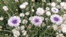Kornblumen auf dem eigenen Feld der Kräuterey | © Kräuterey