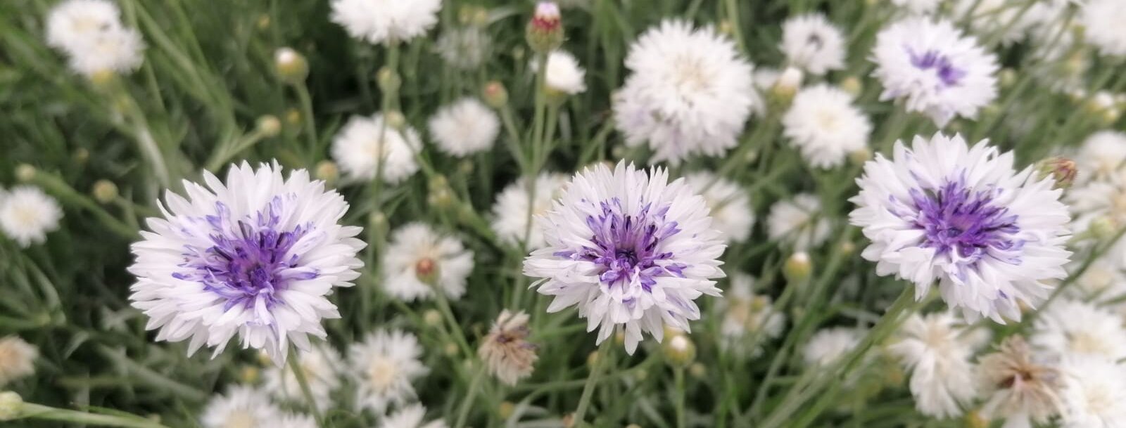 Kornblumen auf dem eigenen Feld der Kräuterey | © Kräuterey