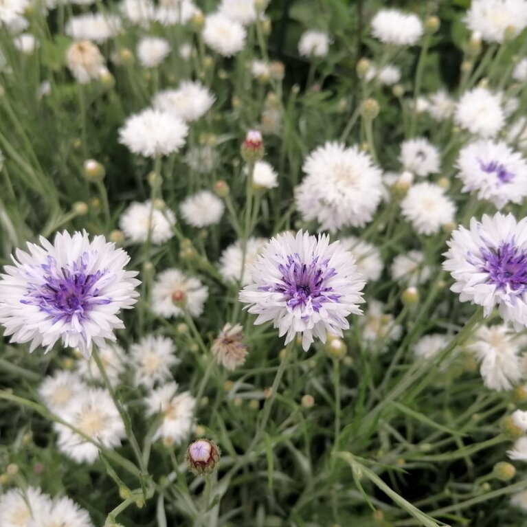 Kornblumen auf dem eigenen Feld der Kräuterey | © Kräuterey