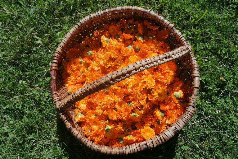Ringelblumen nach der Ernte vom Feld | © Kräuterey