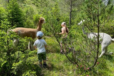 Alpakas machen eine kleine Pause | © Daniela Achmüller