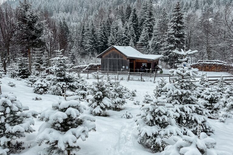 Schöner könnte das Ambiente nicht sein beim Besuch in der Christbaumkultur. | © TVB Wipptal | Barbara Jenewein
