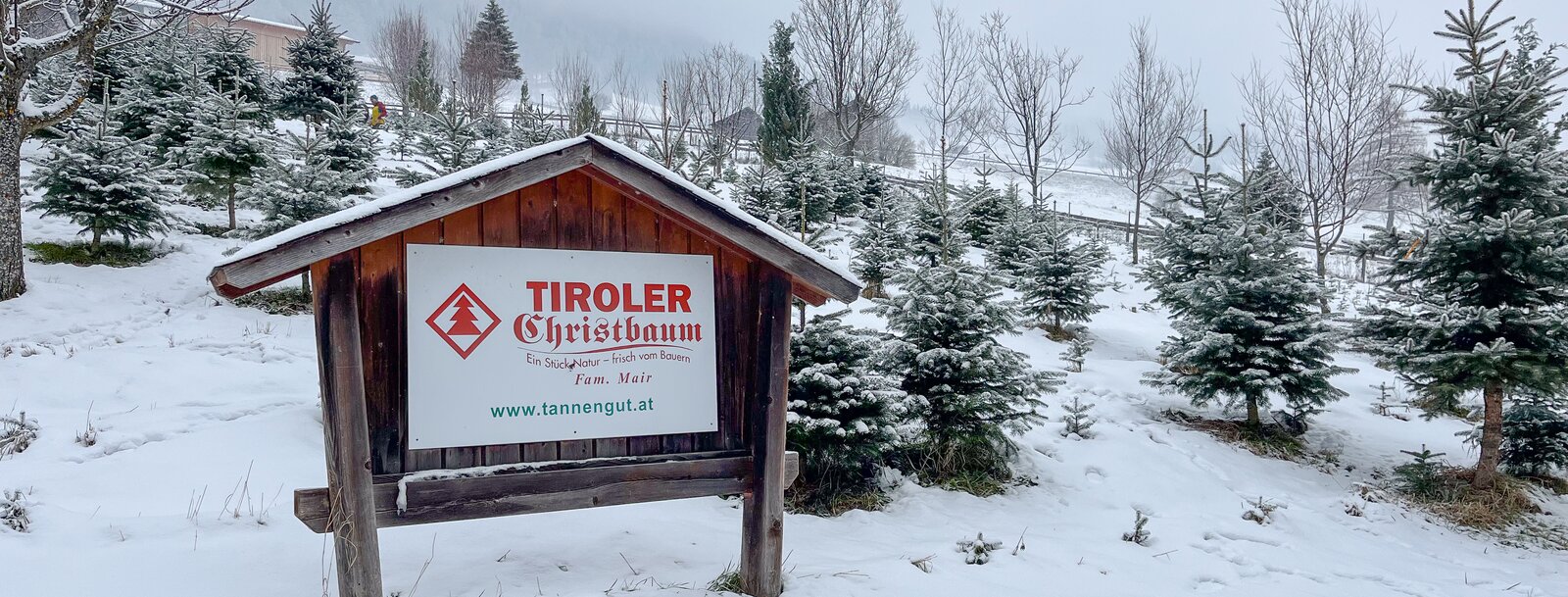 Regionale Christbäume aus dem Bergsteigerdorf Trins. | © TVB Wipptal | Barbara Jenewein