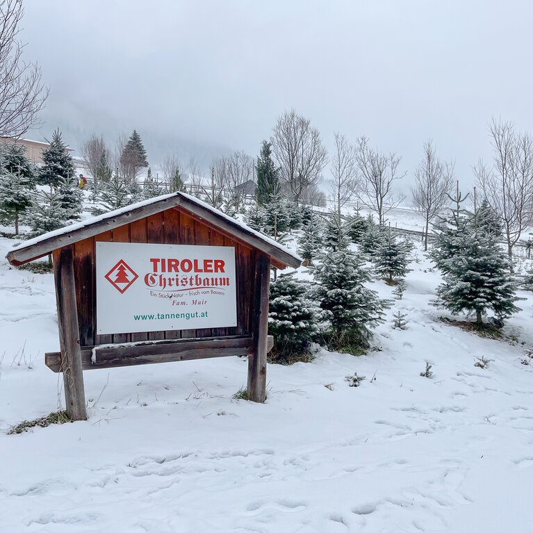 Regionale Christbäume aus dem Bergsteigerdorf Trins. | © TVB Wipptal | Barbara Jenewein