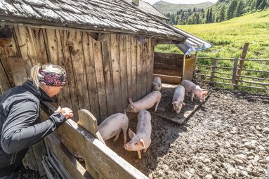 Eien Frau steht neben dem Schweinestall am Zaun und beobachtet die Schweine. | © TVB Wipptal | Helena Beermeister