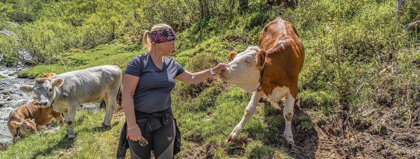 Eine Frau berührt eine Kuh an der Schnauze | © TVB Wipptal | Helena Beermeister