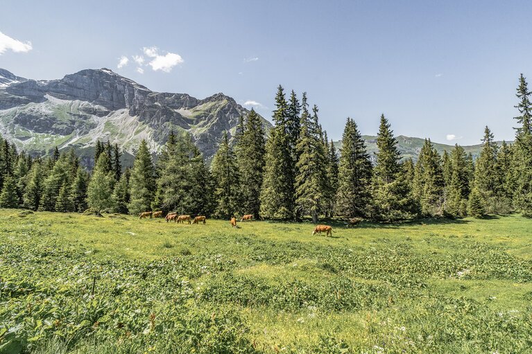 Kühe grasen auf einem Almboden im Sommer, umgeben von einer Bergkulisse | © TVB Wipptal | Helena Beermeister
