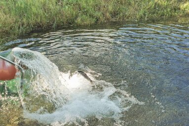 Kühles, klares Bachwasser garantiert beste Qualität | © TVB Wipptal | Judith Hammer