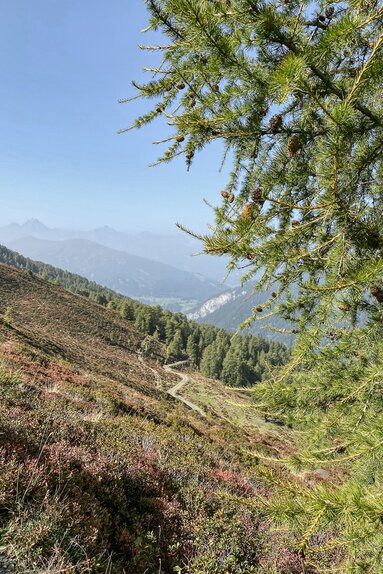 Blick vom Lorleswald Richtung Norden | © Daniela Achmüller