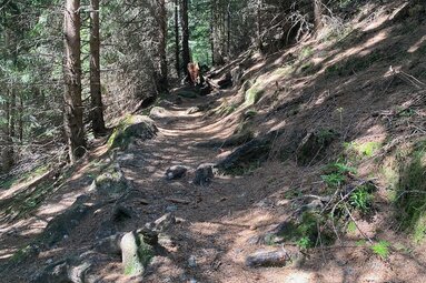 Serpentinen führen durch den Wald auf den Padauner Kogel | © Daniela Achmüller
