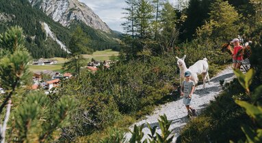 Zwei Kind wandern mit Alpakas  | © TVB Wipptal / Johannes Bitter