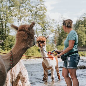 Alpakas kühlen sich im Bach ab | © TVB Wipptal / Johannes Bitter