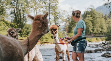 Alpakas kühlen sich im Bach ab | © TVB Wipptal / Johannes Bitter