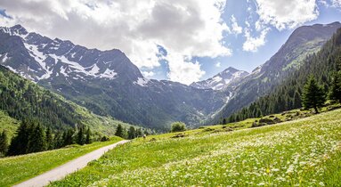 Fahrweg zwischen blühenden Wiesen und Bergen im Hintergrund | © TVB Wipptal | Judith Hammer