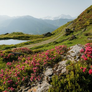 Almrosen in voller Blüte | © TVB Wipptal / Johannes Bitter