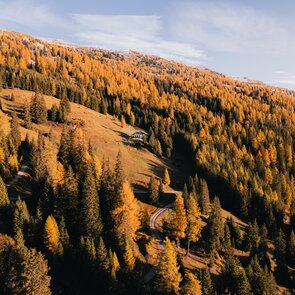Herbstlich gefärbter Lärchenwald an einem Berghang | © TVB Wipptal | Johannes Bitter