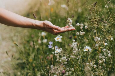 Sommerblumenwiese in Trins | © TVB Wipptal | Johannes Bitter