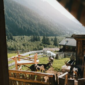 Ziegen auf der Alm | © TVB Wipptal | Johannes Bitter