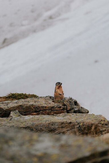 Ein aufgerichtetes Murmeltier auf Felsen | © TVB Wipptal | Johannes Bitter